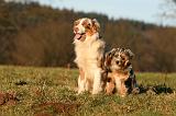 BERGER AUSTRALIEN - ADULT & PUPPY 089